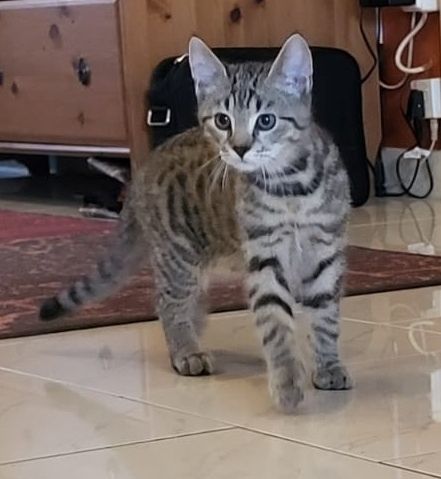 Katerchen sucht aktives Zuhause