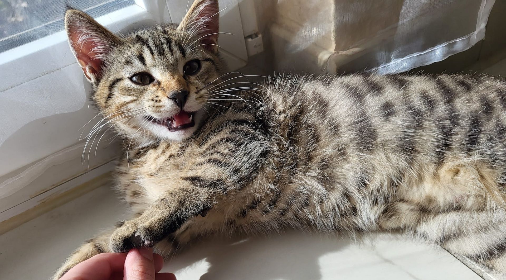 Katerchen sucht aktives Zuhause