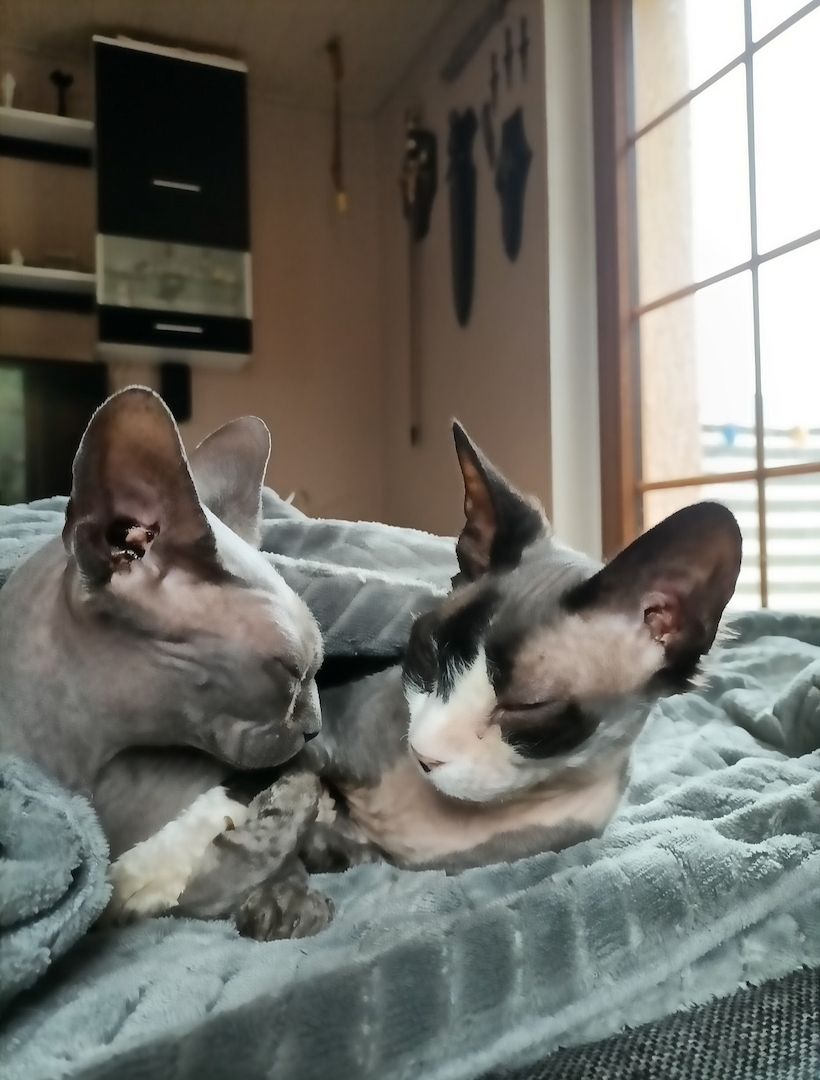 Sphynx Geschwisterpaar
