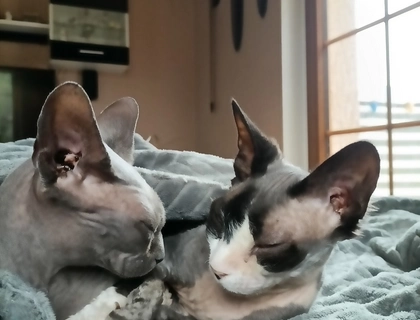 Sphynx Geschwisterpaar