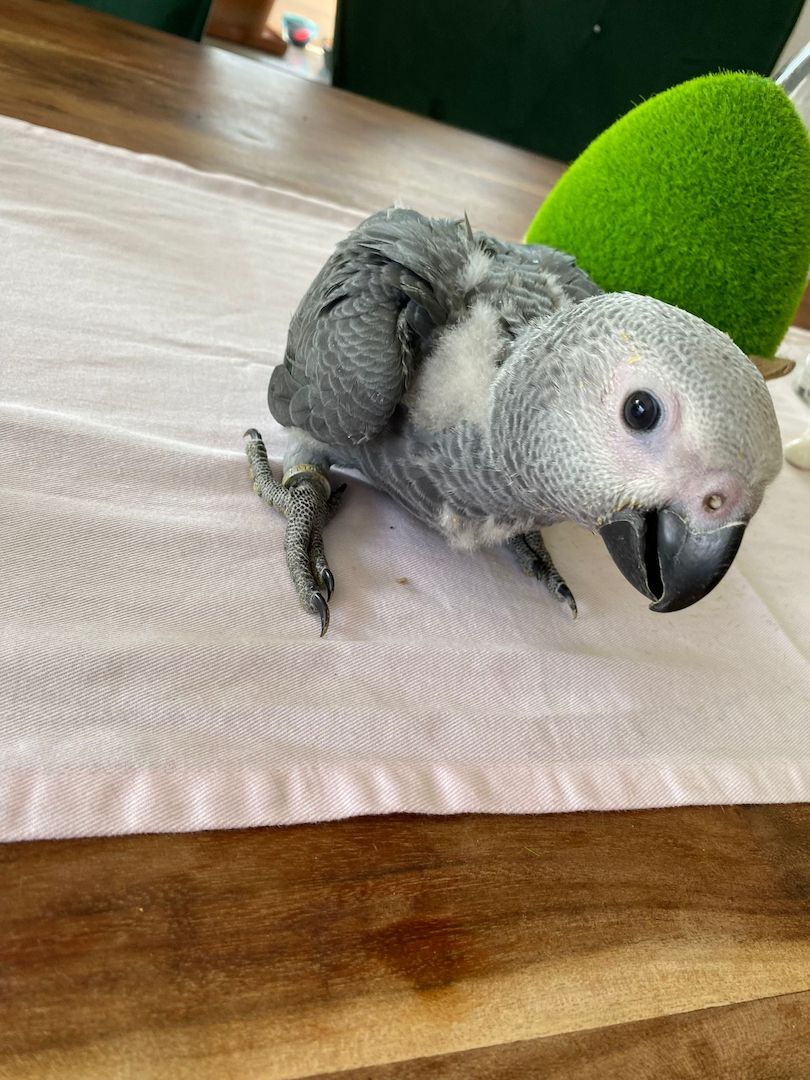 Graupapagei jung abzugeben