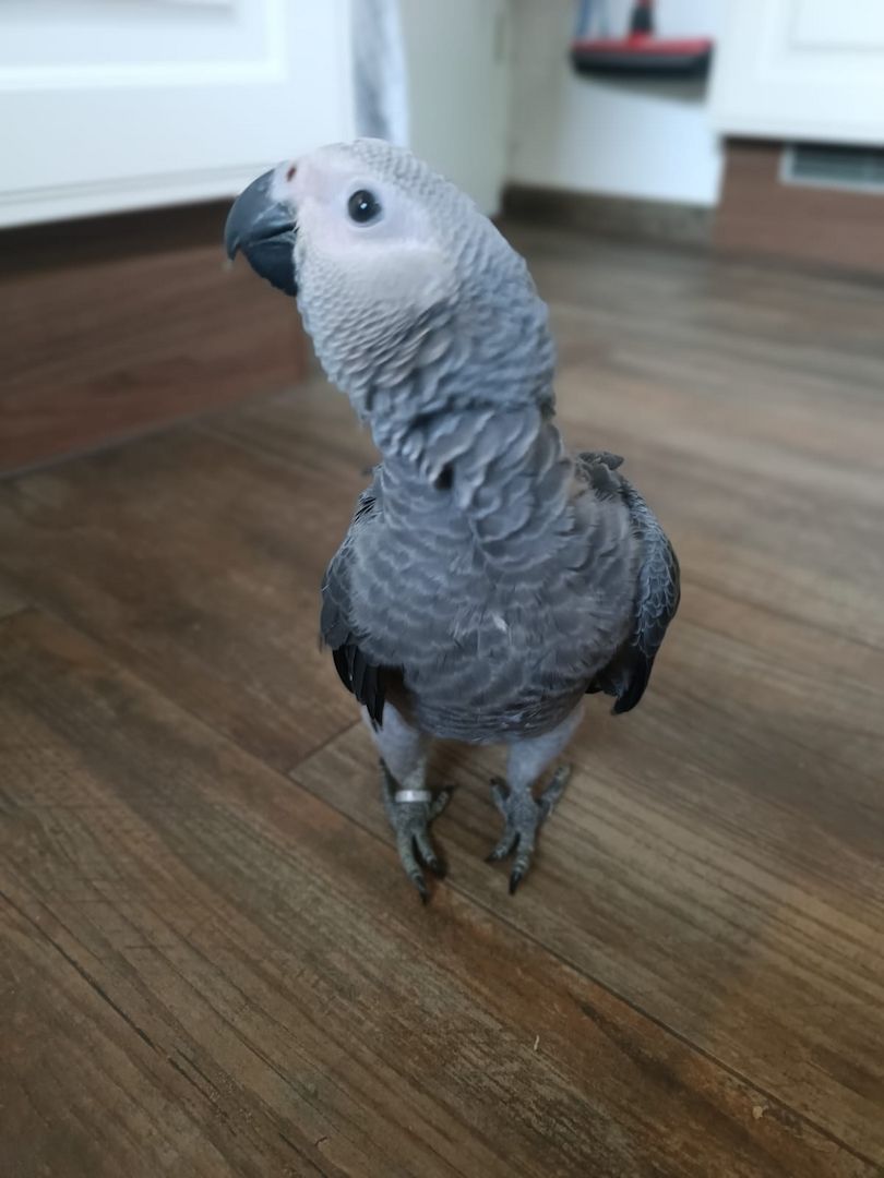 Junger Graupapagei Hahn abzugeben