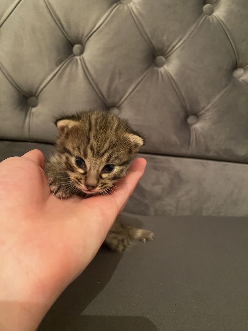 Savannahkitten Savannahkitten