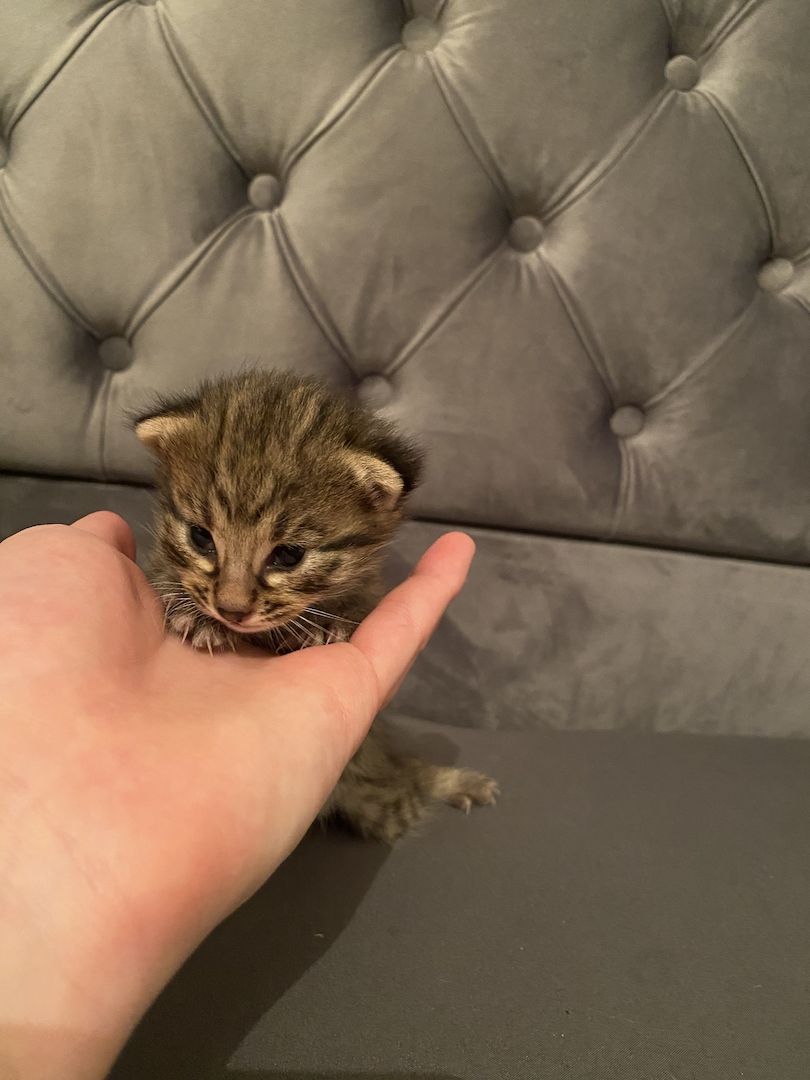 Savannahkitten Savannahkitten