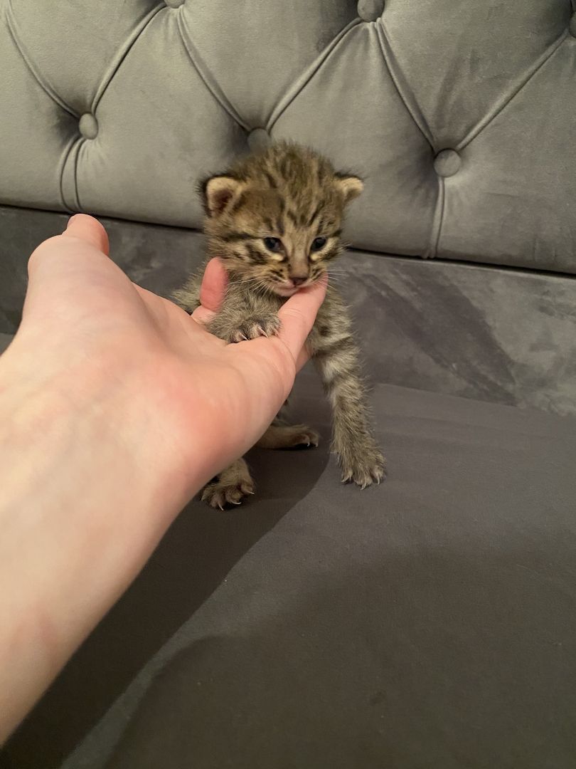 Savannahkitten Savannahkitten