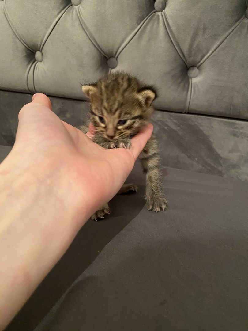 Savannahkitten Savannahkitten