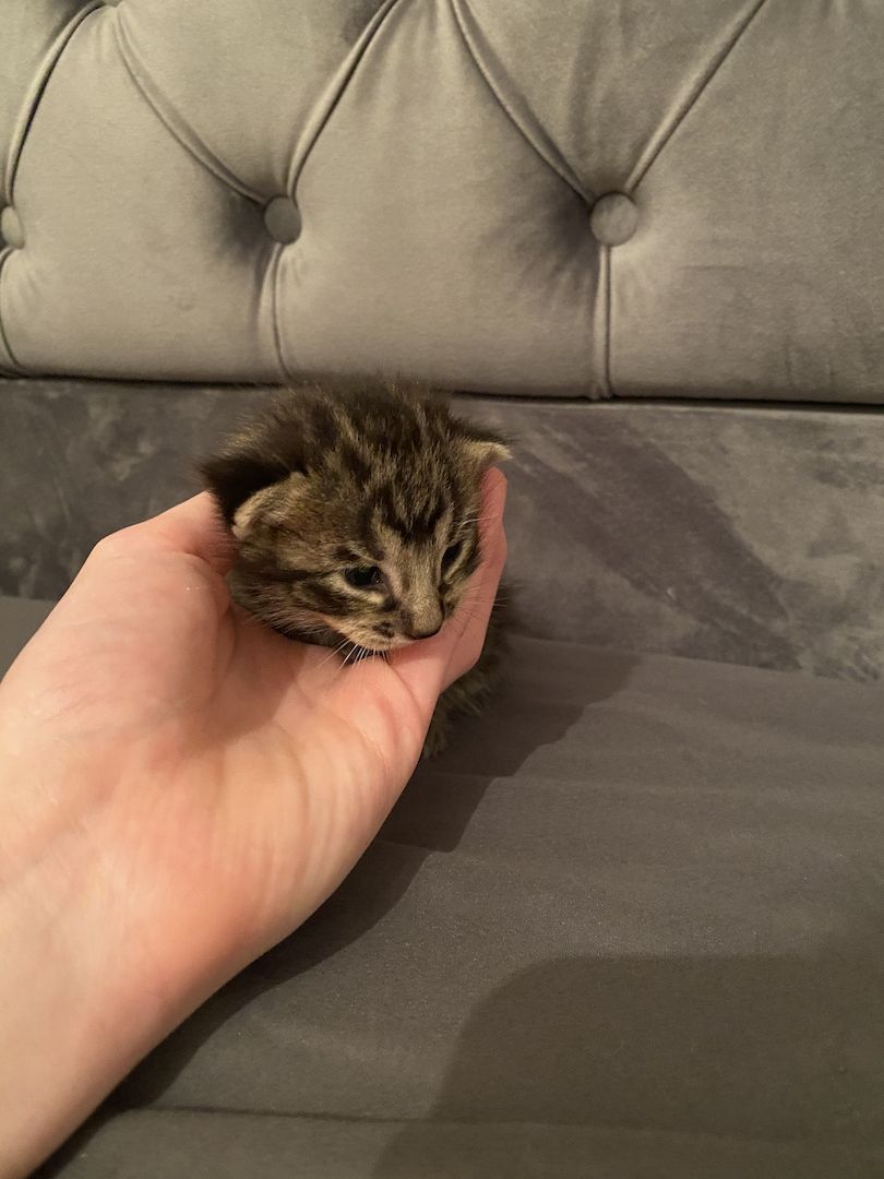 Savannahkitten Savannahkitten