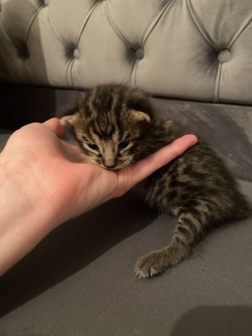 Savannahkitten Savannahkitten