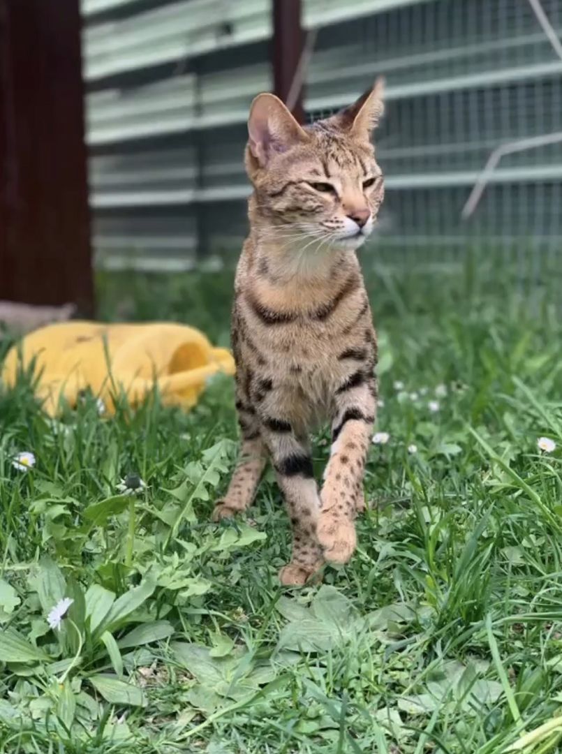 Savannahkitten Savannahkitten