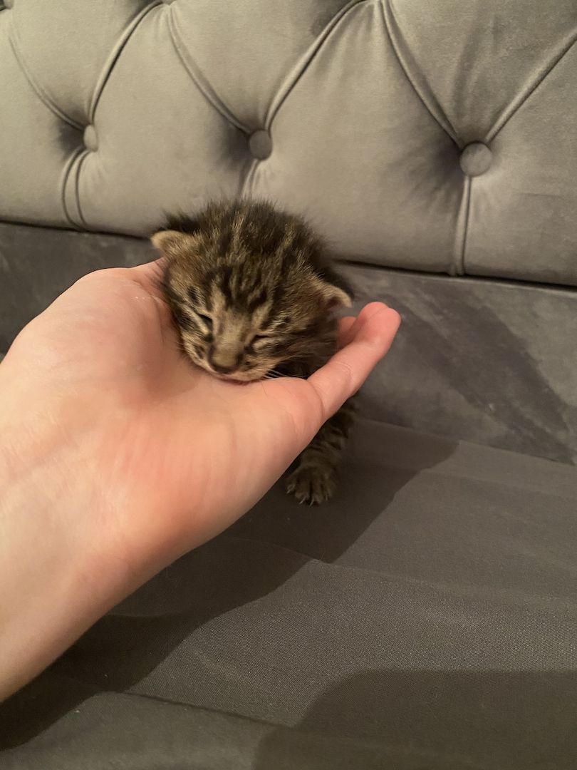 Savannahkitten Savannahkitten