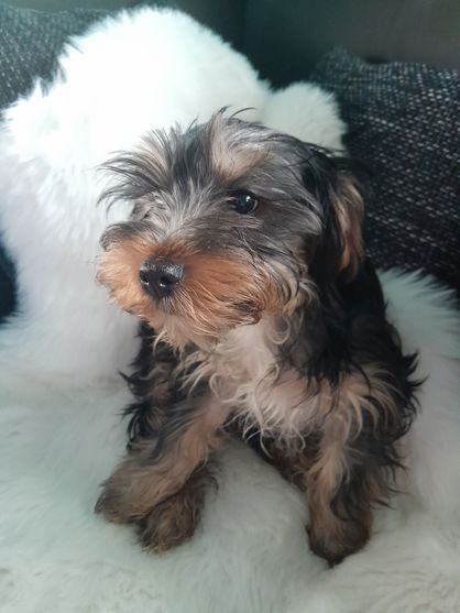 Yorkshire-Terrier-Mischling Welpen