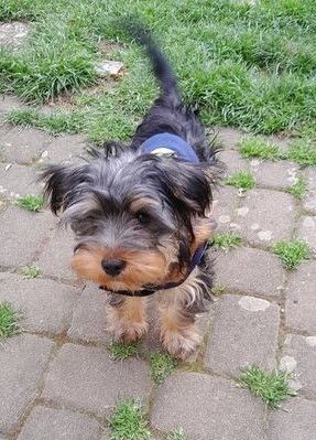Yorkshire-Terrier-Mischling Welpen