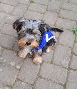 Yorkshire-Terrier-Mischling Welpen