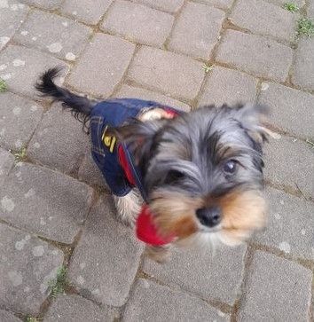 Yorkshire-Terrier-Mischling Welpen