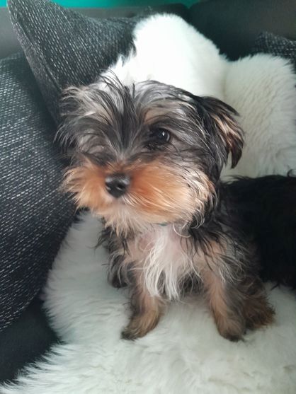 Yorkshire-Terrier-Mischling Welpen