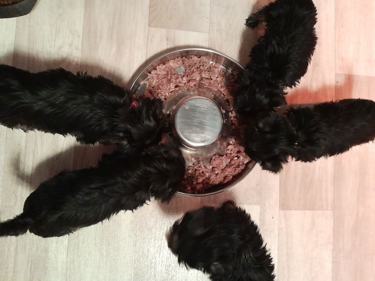 Yorkshire-Terrier-Mischling Welpen