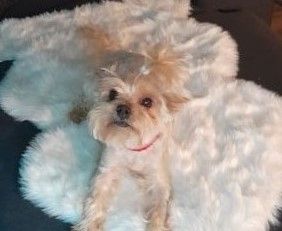 Yorkshire-Terrier-Mischling Welpen