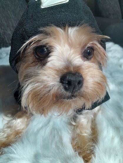 Yorkshire-Terrier-Mischling Welpen