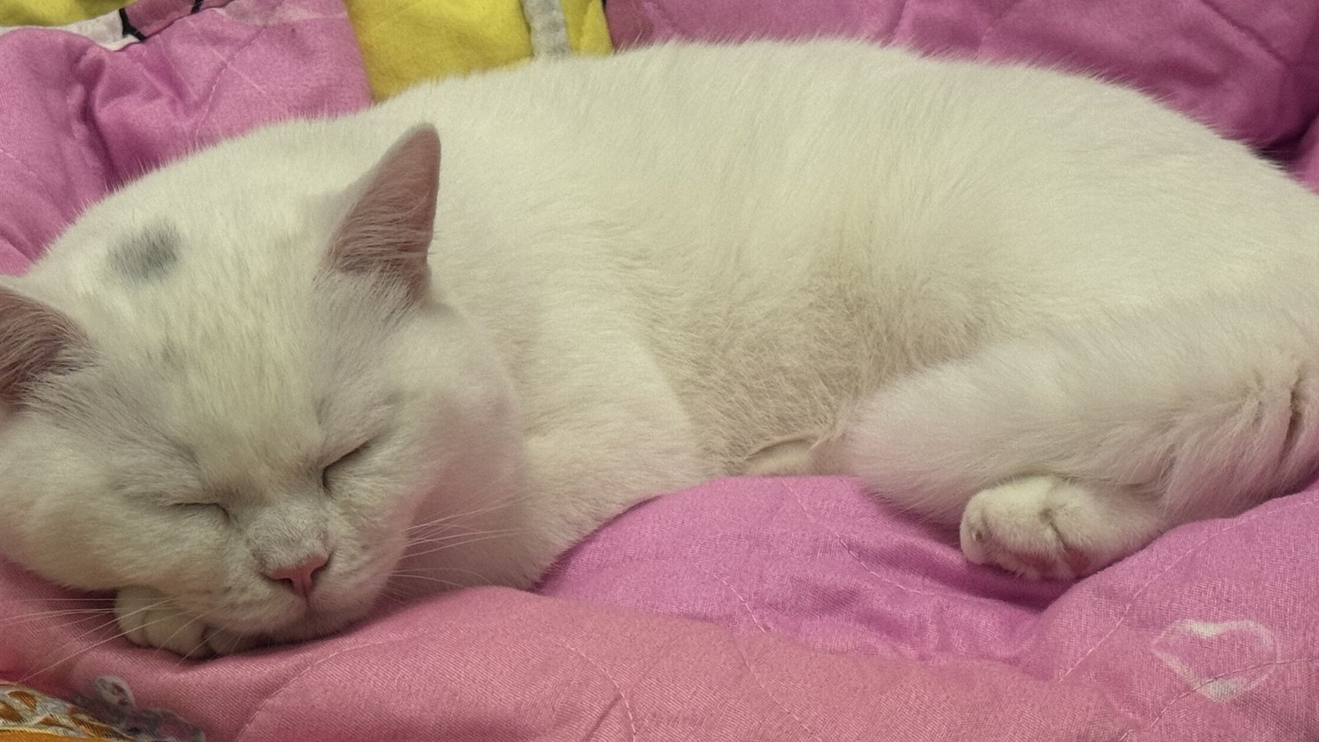 Simon sucht ein neues Zuhause