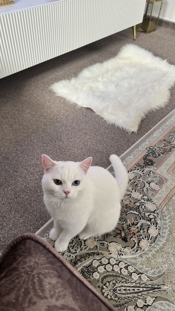 Simon sucht ein neues Zuhause