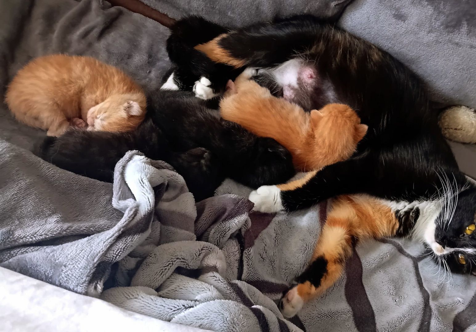 BKH Kitten traumhaft schön am 12.4.24 geb in schwarz und rot selten anzutreffen Abgabe 12.07.