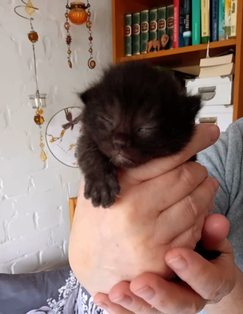 BKH Kitten traumhaft schön am 12.4.24 geb in schwarz und rot selten anzutreffen Abgabe 12.07.