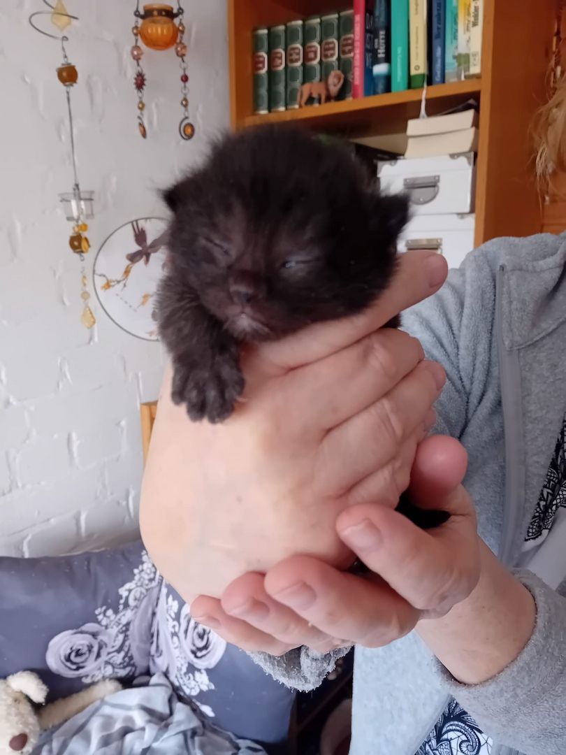 BKH Kitten traumhaft schön am 12.4.24 geb in schwarz und rot selten anzutreffen Abgabe 12.07.