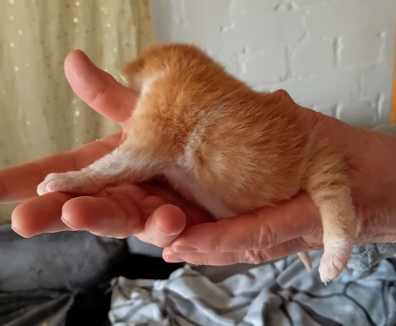 BKH Kitten traumhaft schön am 12.4.24 geb in schwarz und rot selten anzutreffen Abgabe 12.07.