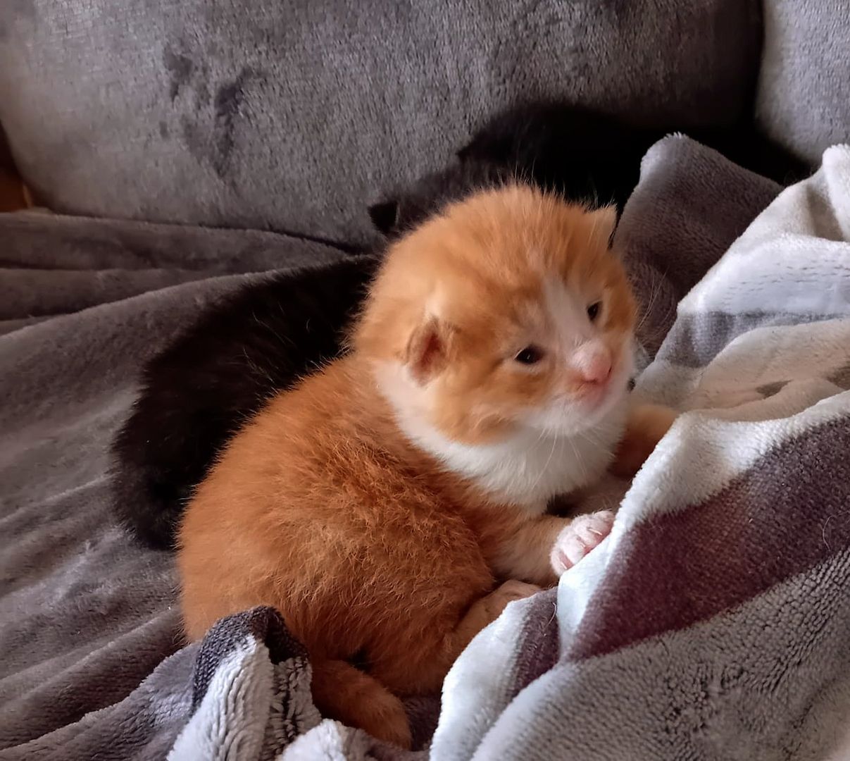 BKH Kitten traumhaft schön am 12.4.24 geb in schwarz und rot selten anzutreffen Abgabe 12.07.