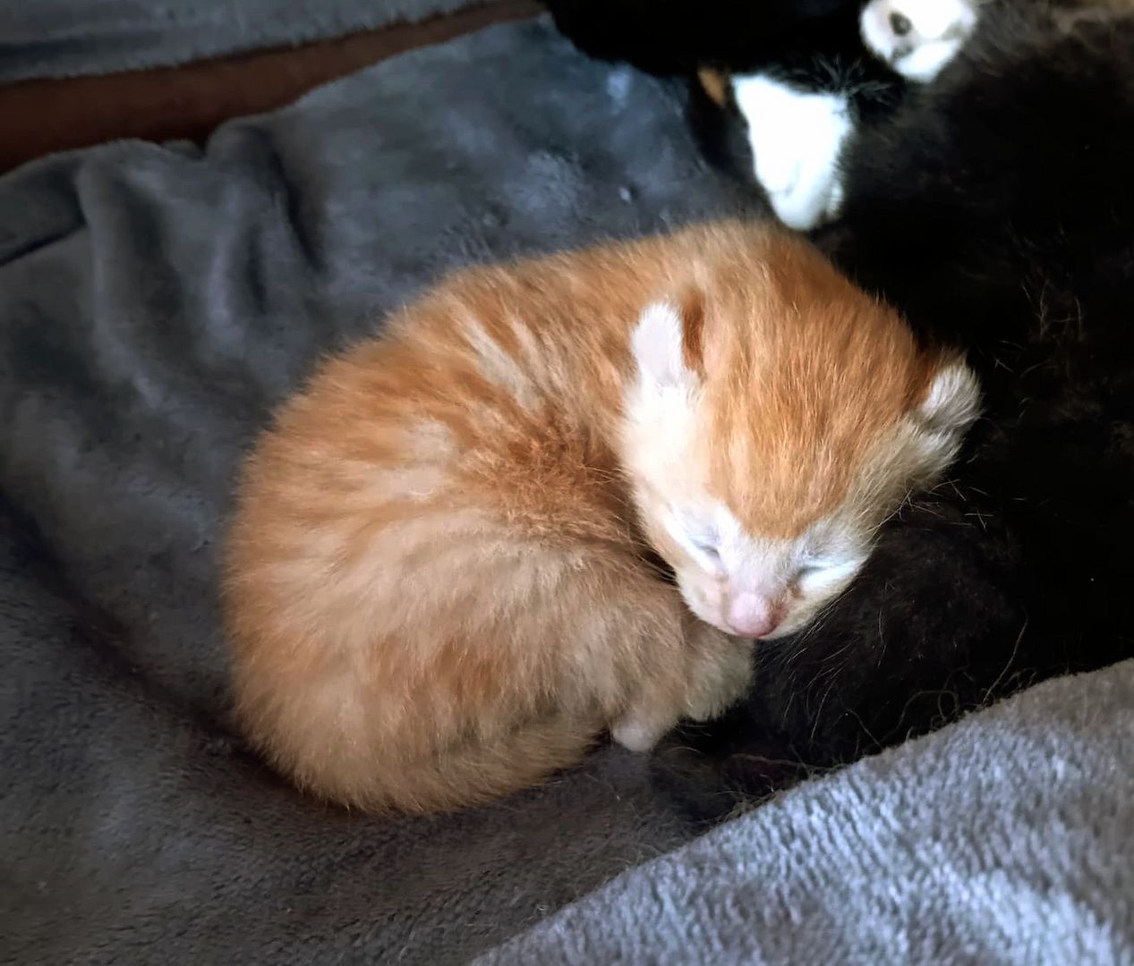 BKH Kitten traumhaft schön am 12.4.24 geb in schwarz und rot selten anzutreffen Abgabe 12.07.