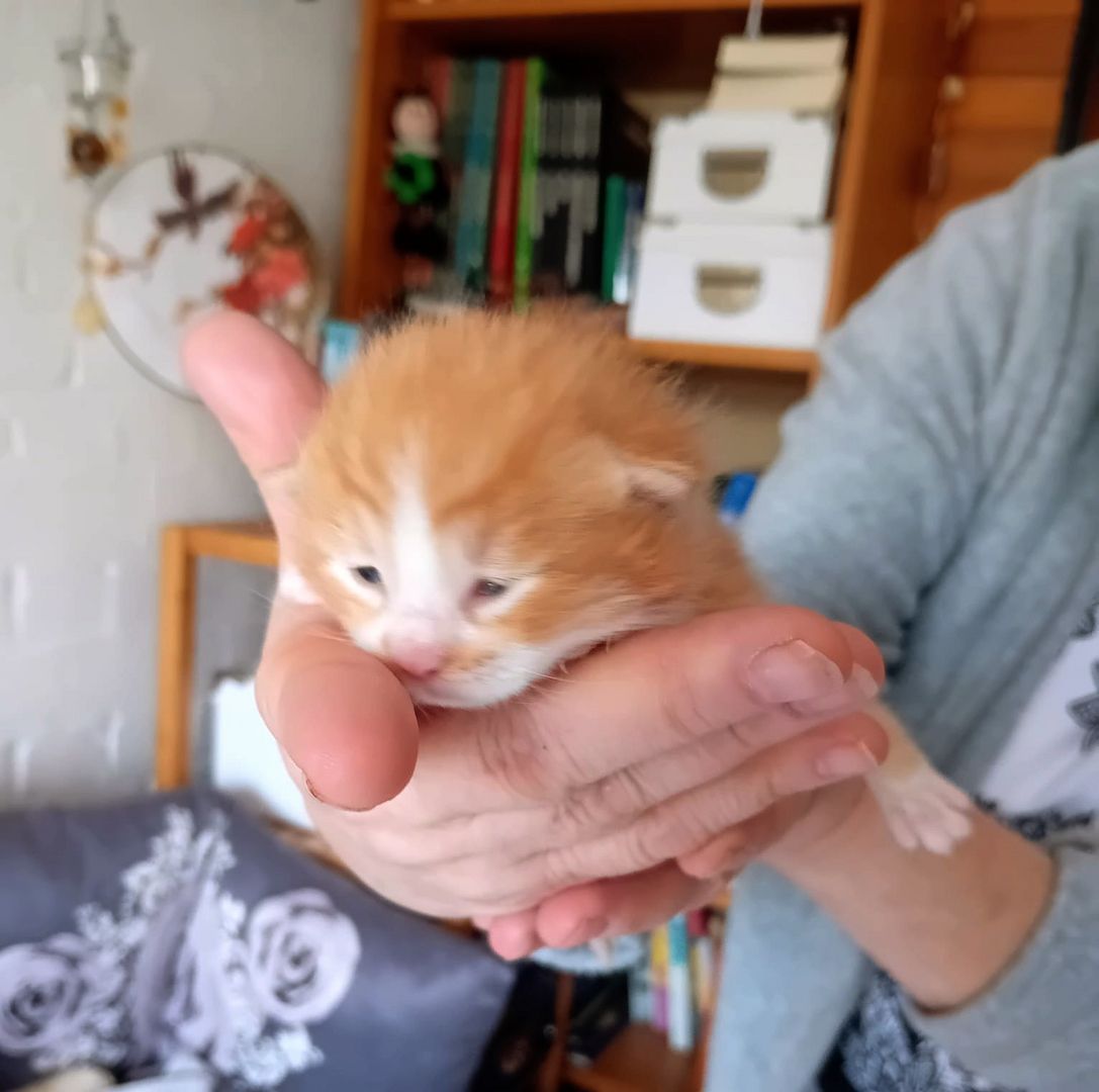 BKH Kitten traumhaft schön am 12.4.24 geb in schwarz und rot selten anzutreffen Abgabe 12.07.