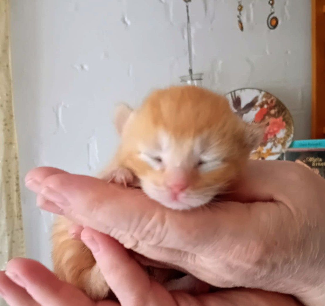 BKH Kitten traumhaft schön am 12.4.24 geb in schwarz und rot selten anzutreffen Abgabe 12.07.