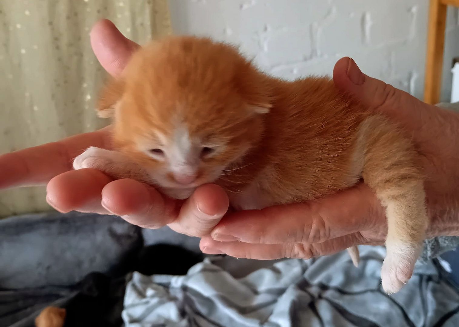 BKH Kitten traumhaft schön am 12.4.24 geb in schwarz und rot selten anzutreffen Abgabe 12.07.