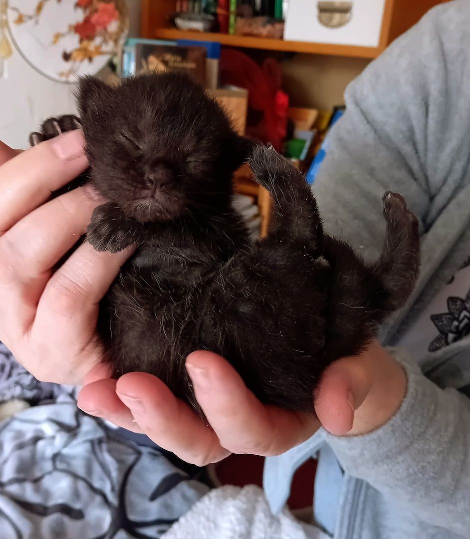 BKH Kitten traumhaft schön am 12.4.24 geb in schwarz und rot selten anzutreffen Abgabe 12.07.