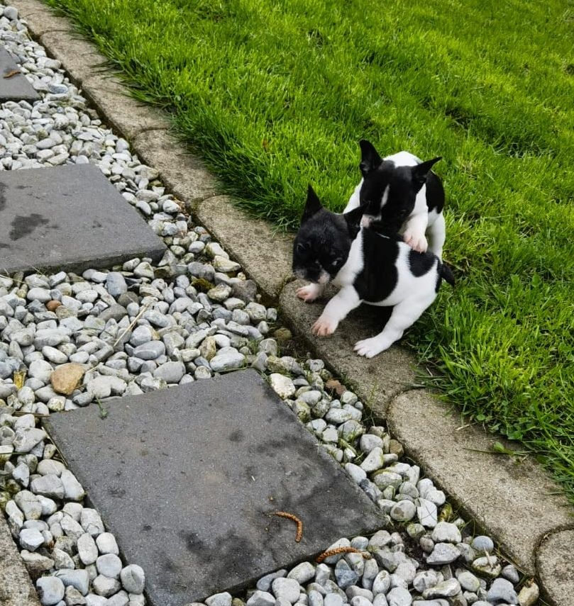 Französische Bulldoggen Babys dürfen demnächst ausziehen