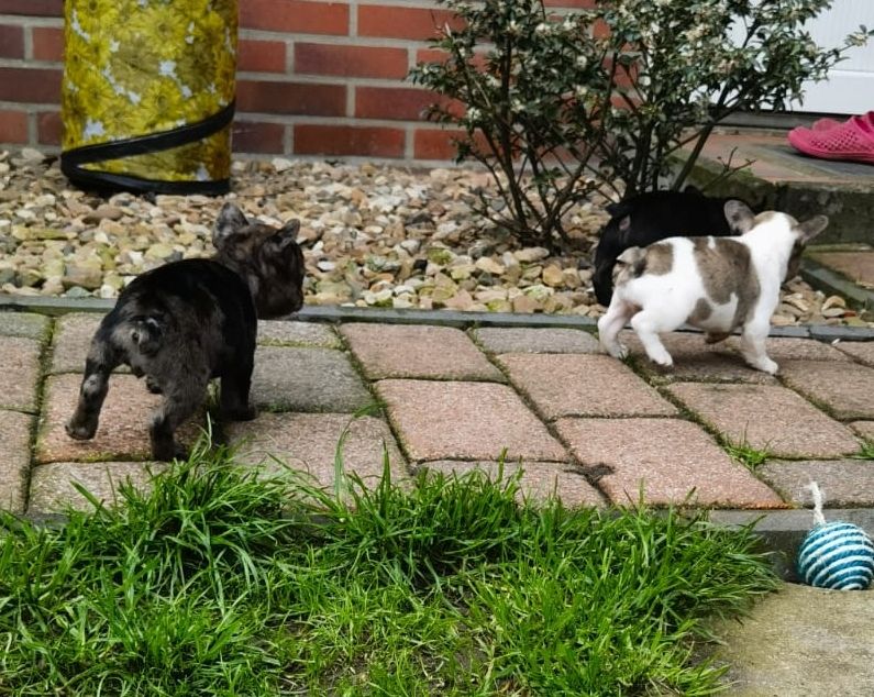 Französische Bulldoggen Babys dürfen demnächst ausziehen