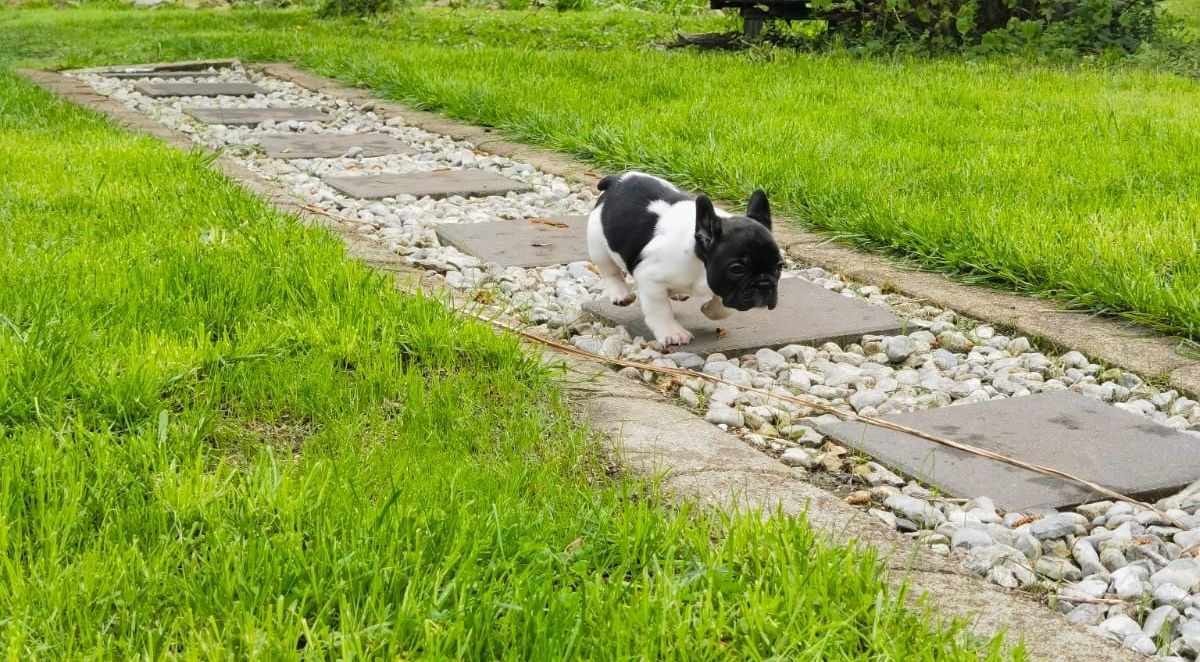 Französische Bulldoggen Babys dürfen demnächst ausziehen