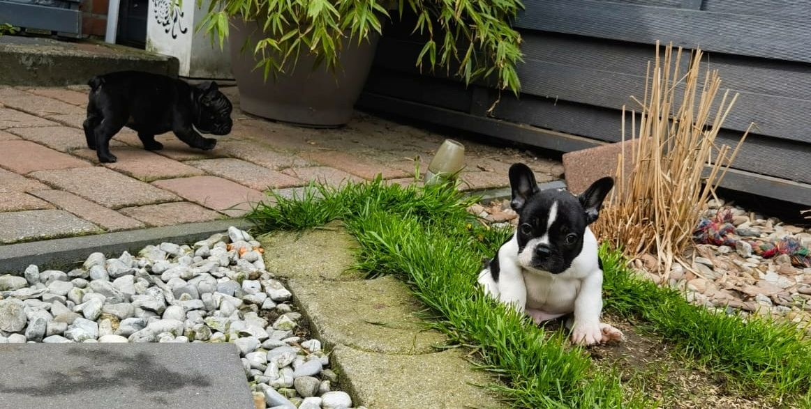Französische Bulldoggen Babys dürfen demnächst ausziehen