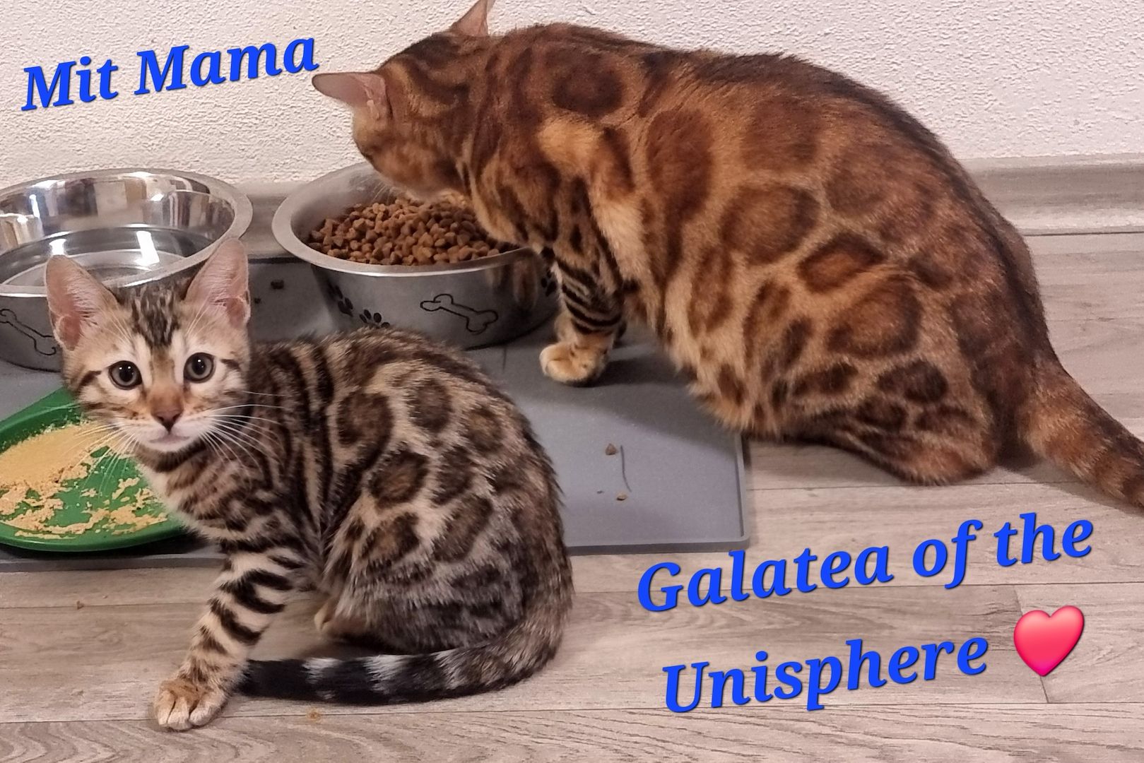Bengal Kätzchen aus offizieller Bengalkatzenzucht mit Stammbaum Bengal Kätzchen aus offizieller Bengalkatzenzucht mit Stammbaum
