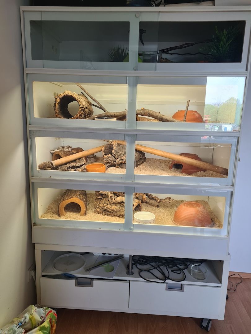 0.3 Königspython Python regius Spider Albino HC Butter inkl. Terrarack