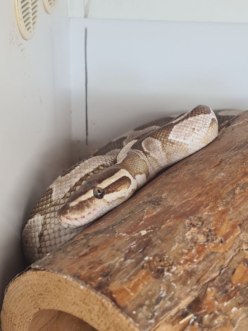 0.3 Königspython Python regius Spider Albino HC Butter inkl. Terrarack