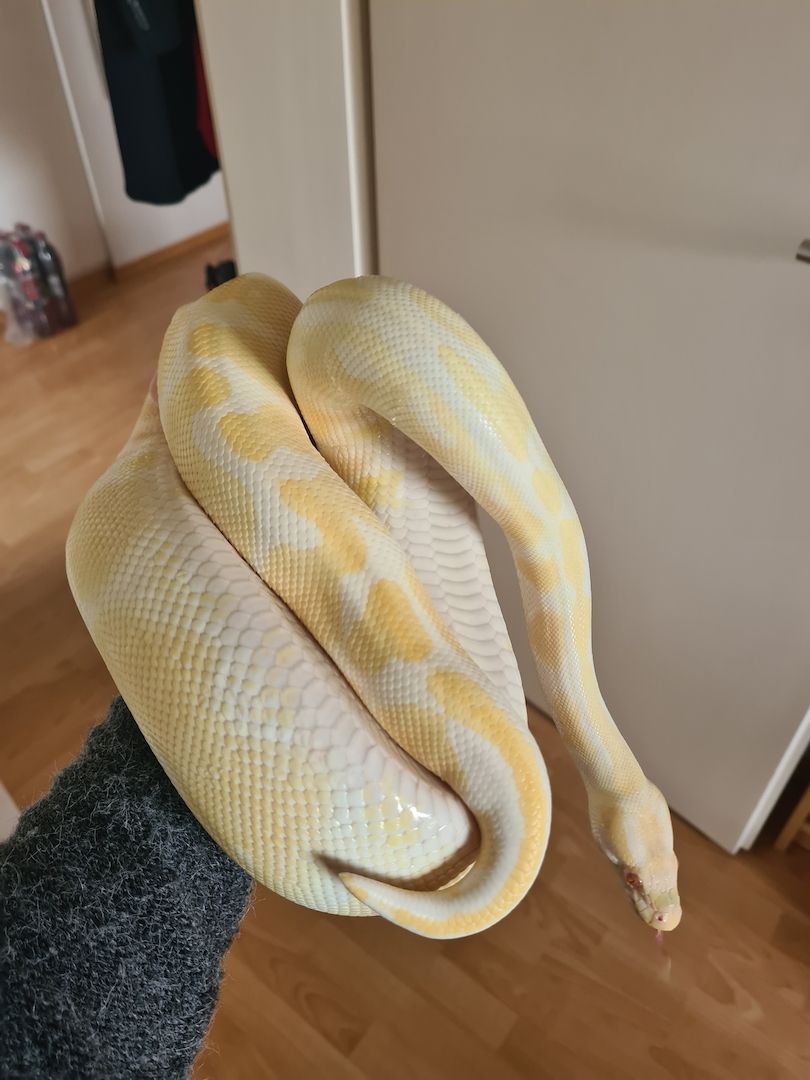 0.3 Königspython Python regius Spider Albino HC Butter inkl. Terrarack