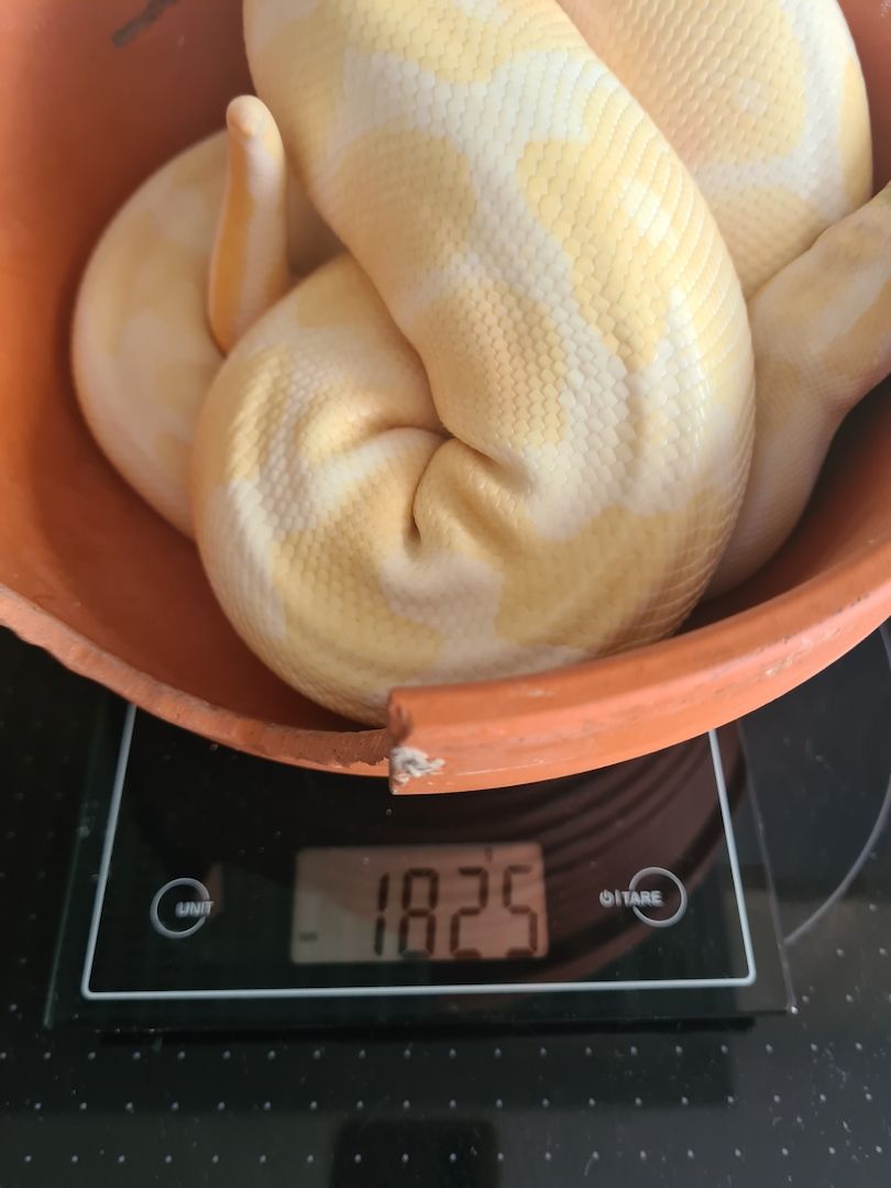 0.3 Königspython Python regius Spider Albino HC Butter inkl. Terrarack