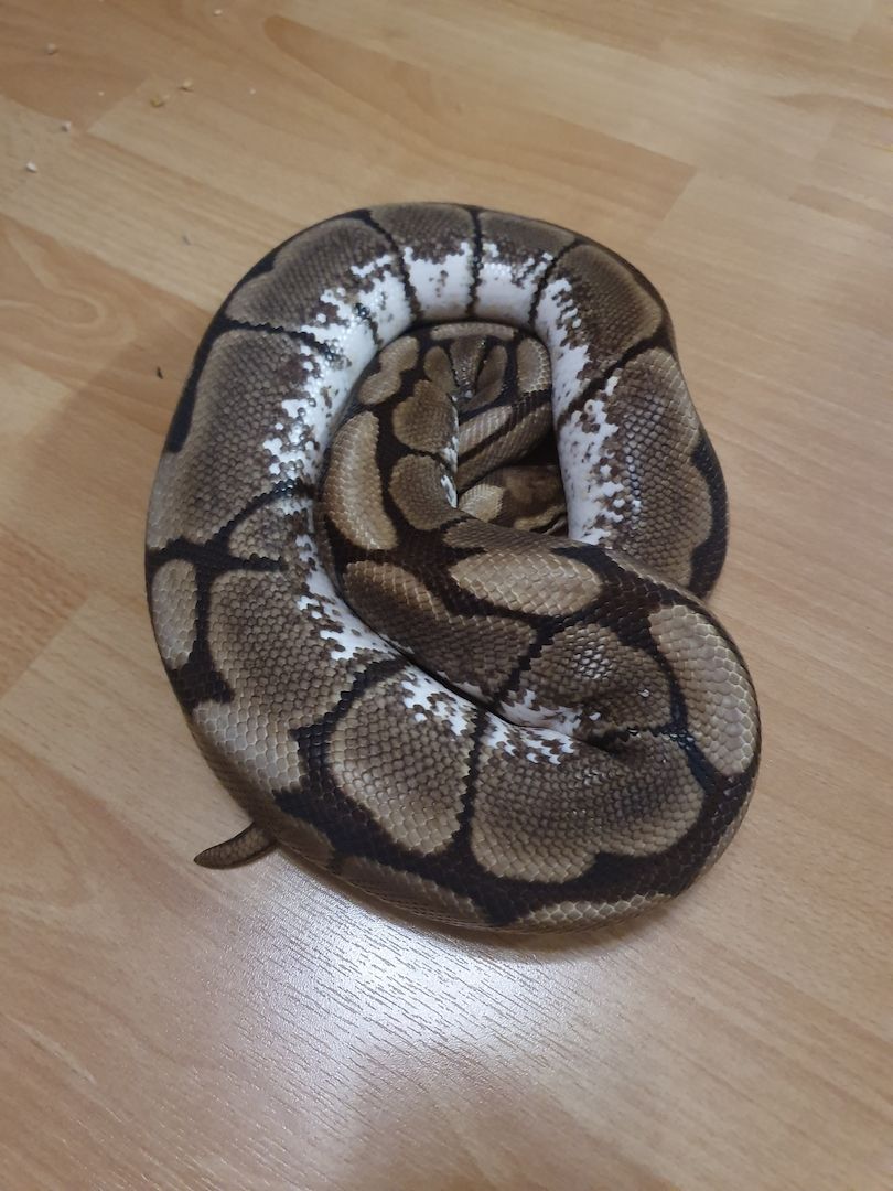 0.3 Königspython Python regius Spider Albino HC Butter inkl. Terrarack