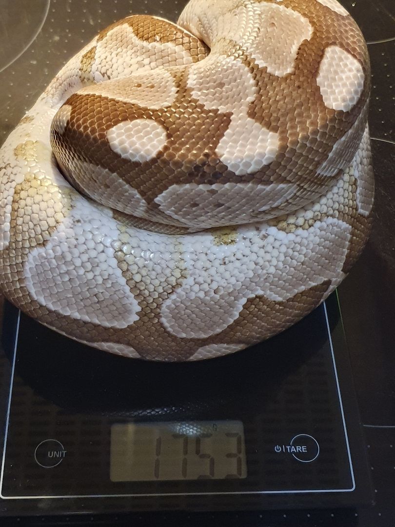 0.3 Königspython Python regius Spider Albino HC Butter inkl. Terrarack