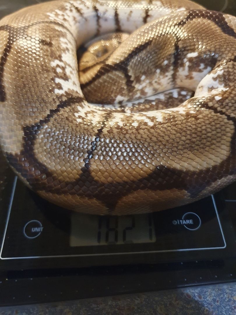 0.3 Königspython Python regius Spider Albino HC Butter inkl. Terrarack