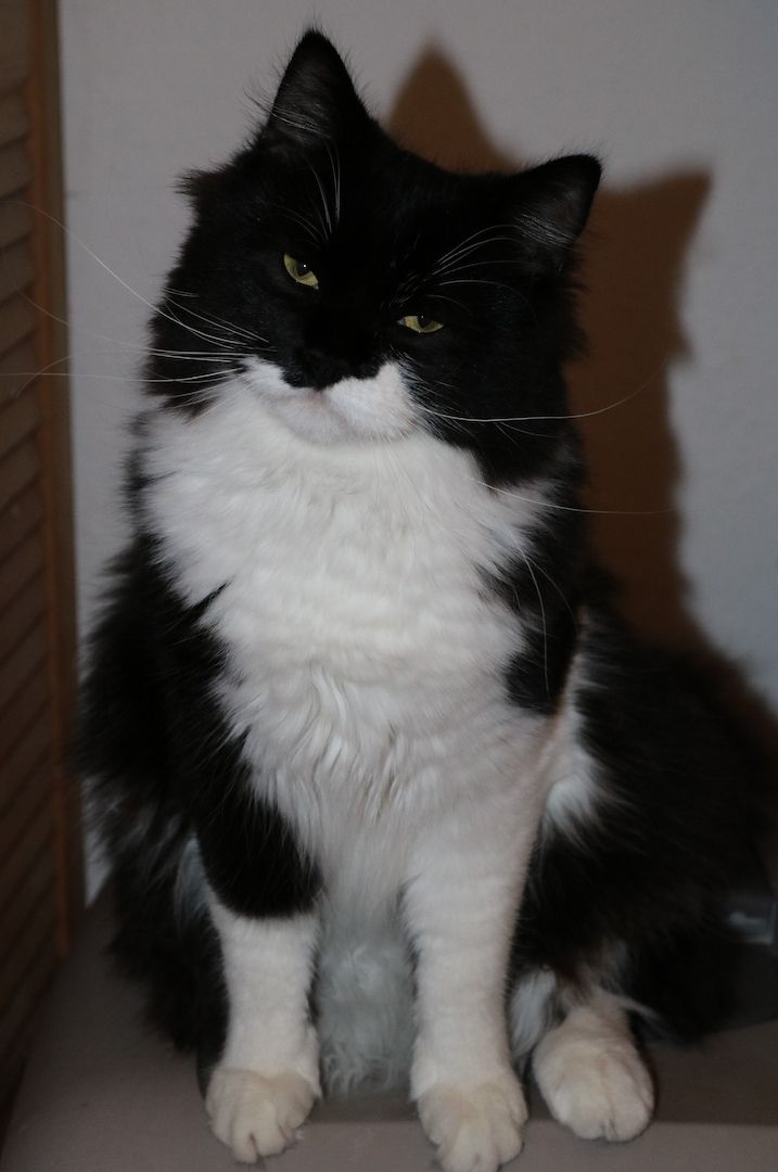 Perser-Maine Coon Mischlings Kater suchen ein liebevolles Zuhause Perser-Maine Coon Mischlings Kater suchen ein liebevolles Zuhause