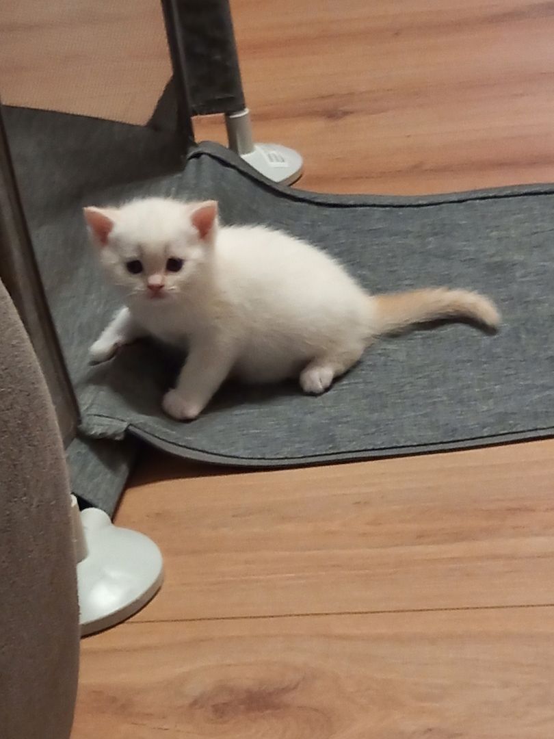 BKH Kitten Babykatze