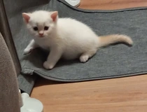 BKH Kitten Babykatze