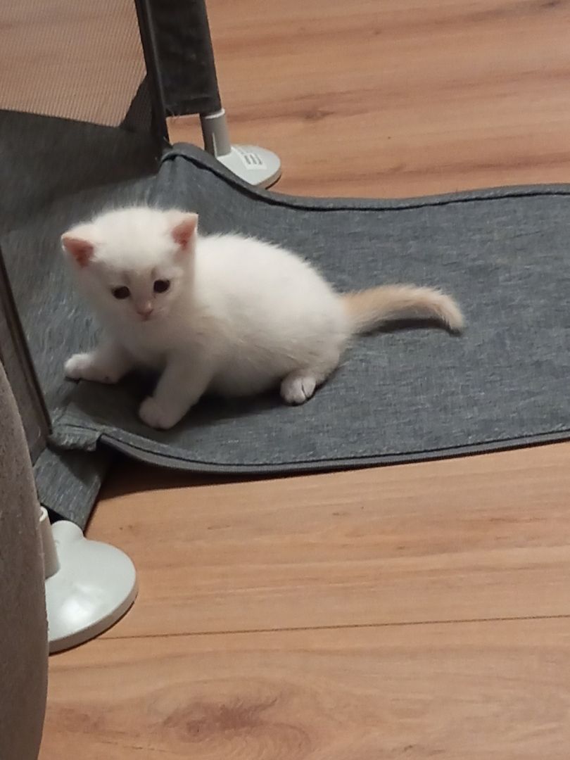 BKH Kitten Babykatze